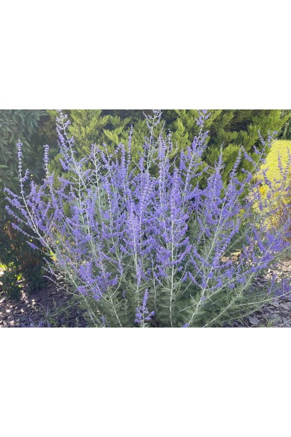 Сріблясте листя та насичені квіти "Блю Спайр" гармонійно доповнюють ландшафт.